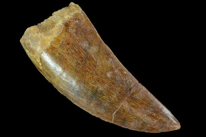 Serrated, Carcharodontosaurus Tooth - Nice Enamel #99302